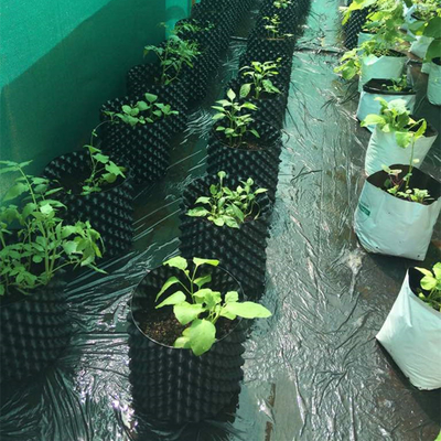 Neues Design Luftblumenpflanzpflanzpflanzpflanzpflanzpflanzpflanzpflanzpflanzpflanzen