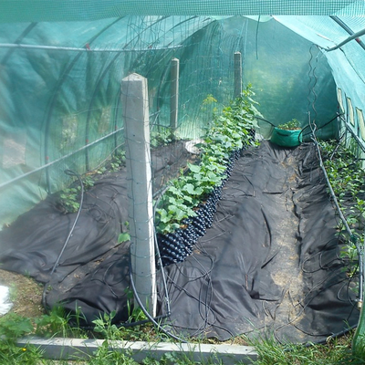 Neues Design Luftblumenpflanzpflanzpflanzpflanzpflanzpflanzpflanzpflanzpflanzpflanzen
