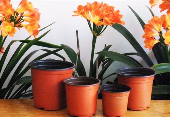 Warm verkaufte Runde Schachtel Weich hydroponischer frischer Blumenkrug Alterungsbeständig