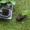 128 Loch-Zell-Tray Plastic Seedling Tray Blueberry-Betriebstomaten-Sämlings-Behälter