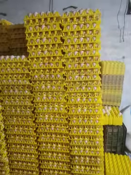 Farbige gelbe Plastikblasen Thermoformed Vakuumplatte Eierverpackung Transport 30 Eierverpackung