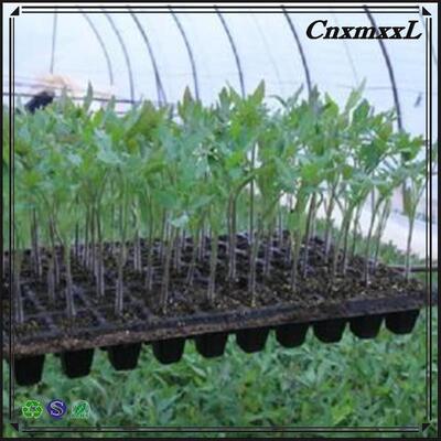 200-Zellen Kunststoff-Anzuchtschale - 2 mm dick und alterungsbeständig für den dauerhaften Einsatz in Baumschulen