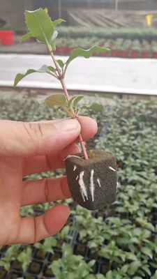 32, 50, 98, 108, , 200